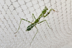 Pseudomantis