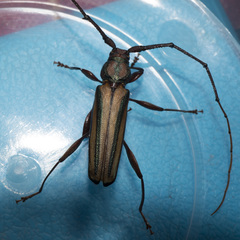 Xystrocera globosa