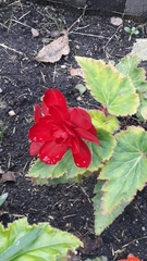 Begonia × tuberhybrida