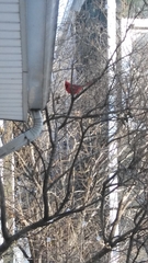 Cardinalis cardinalis