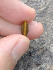 Corbicula largillierti