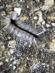 Halysidota cinctipes