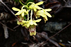 Dendrobium closterium