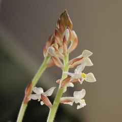 Ludisia discolor