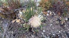 Protea aspera