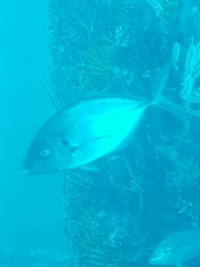 Pseudocaranx georgianus