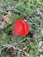 Anemone coronaria