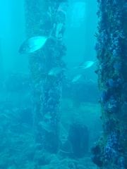 Pseudocaranx georgianus
