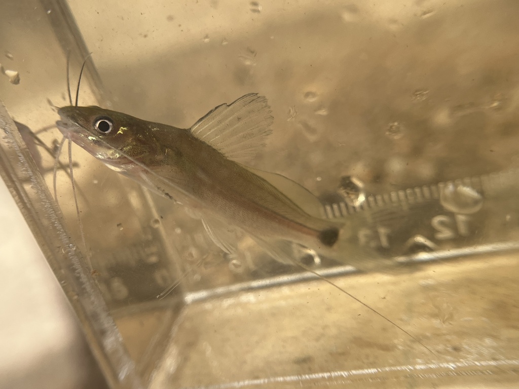 Malayan Pearl Catfish