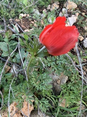 Anemone coronaria