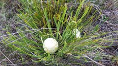 Protea aspera