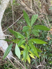 Persea borbonia