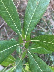 Persea borbonia