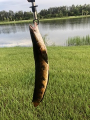 Channa aurolineata