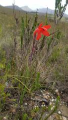 Watsonia