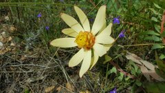 Leucadendron