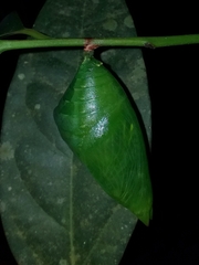 Archaeoprepona amphimachus