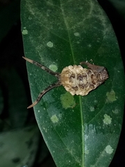 Archaeoprepona amphimachus