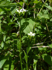 Arabis hirsuta