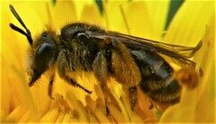 Andrena