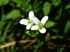Arabis hirsuta