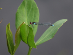 Erythromma najas humerale