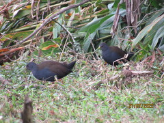 Pardirallus nigricans