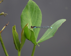Erythromma najas humerale