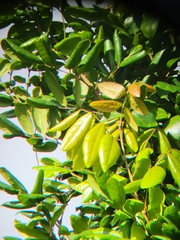 Dacryodes excelsa