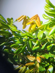 Dacryodes excelsa