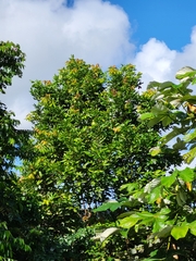 Dacryodes excelsa