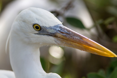 Ardea herodias occidentalis