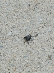 Gryllus pennsylvanicus
