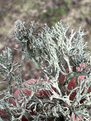 Ramalina