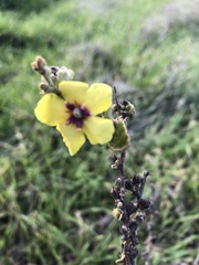 Verbascum sinuatum