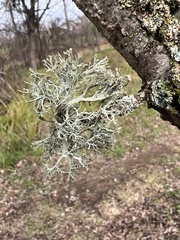 Ramalina