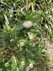 Pimelea ligustrina