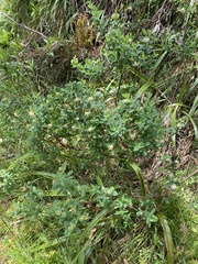 Pimelea ligustrina