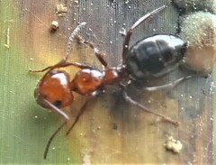 Camponotus lateralis