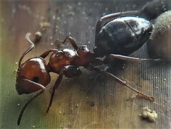 Camponotus lateralis