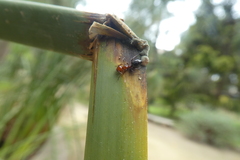 Camponotus lateralis