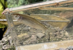 Rasbora myersi