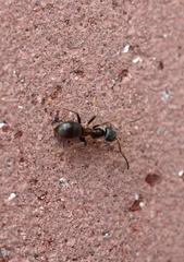 Lasius