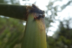 Camponotus lateralis