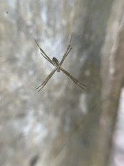 Argiope dang