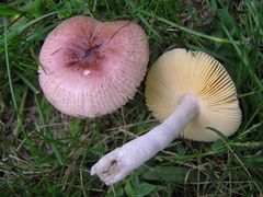 Russula gracilis