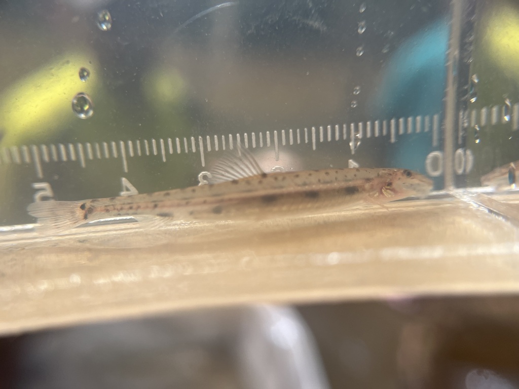 Acanthopsoides molobrion