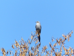 Muscipipra vetula