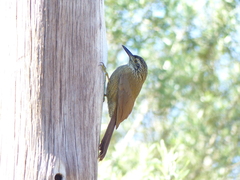 Dendrocolaptes platyrostris