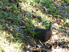 Crypturellus obsoletus